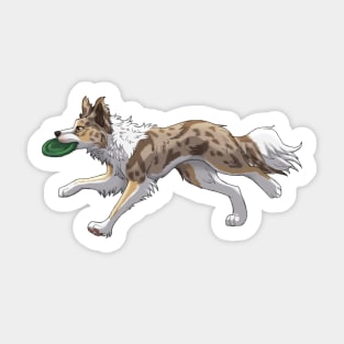 Running Tricolor Brown Lilac Merle Border Collie with Frisbee Sticker